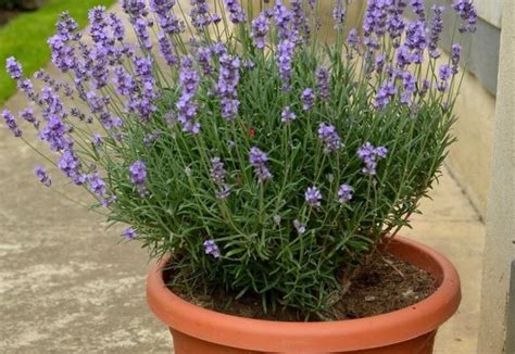 How To Grow Lavender Plants Indoors | Gardening Chores