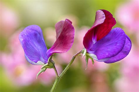 Sweet Peas: Plant Care & Growing Guide