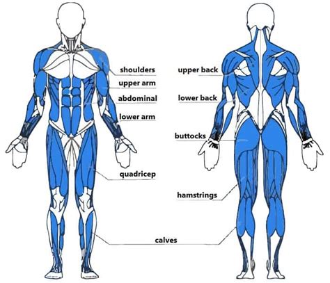 Rowing Machine Muscles Used [Complete Breakdown] • Rowing Machine King