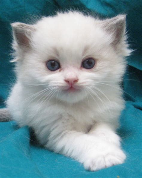 Ragdoll Cats For Sale | East State Boulevard, FL #295385