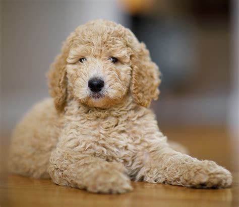 Toy Poodle - All About The World's Cutest, Curliest Dog Breed