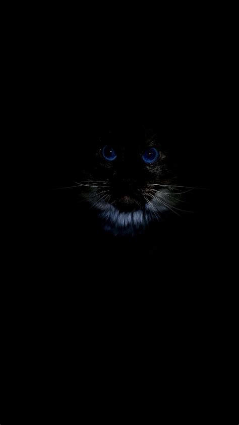 1920x1080px, 1080P free download | Blue Eyed Cat, amoled, black, dark, eye, eyes, HD phone ...