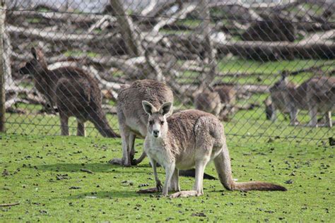 Phillip Island Wildlife Park - Animal Zoo Opening Hours & Ticket Prices