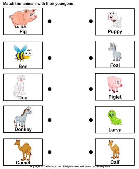 Farm Animals and Their Babies | Turtle Diary Worksheet