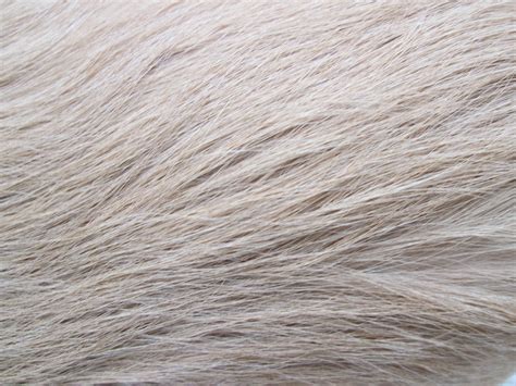 Dog Fur Texture Free Stock Photo - Public Domain Pictures