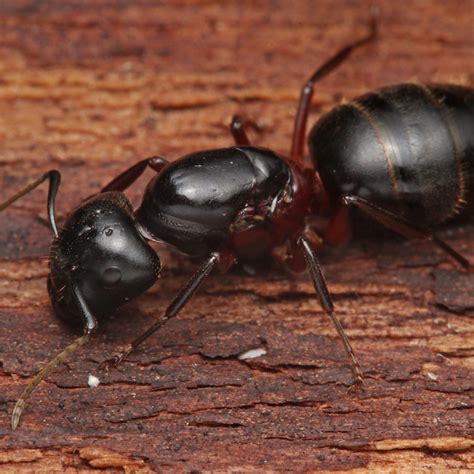 Espèces de fourmis au Québec : que faut-il savoir sur ces insectes?