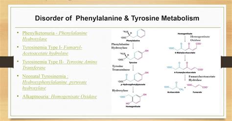 MCQs on Phenylalanine & Tyrosine Metabolism and Related Disorders: Biochemistry