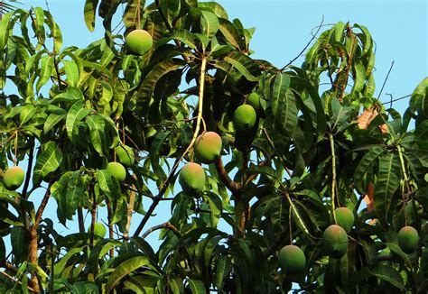 Mengenal Lebih Dalam Tentang Buah Mangga dan Bagian Lain dari Pohon Mangga