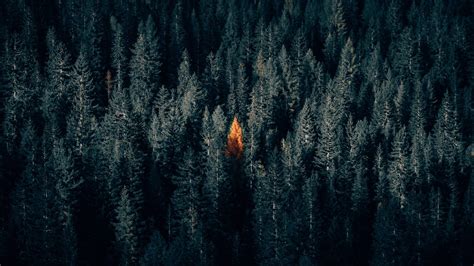 2560 X 1440 Dark Forest Wallpapers - Top Free 2560 X 1440 Dark Forest Backgrounds - WallpaperAccess