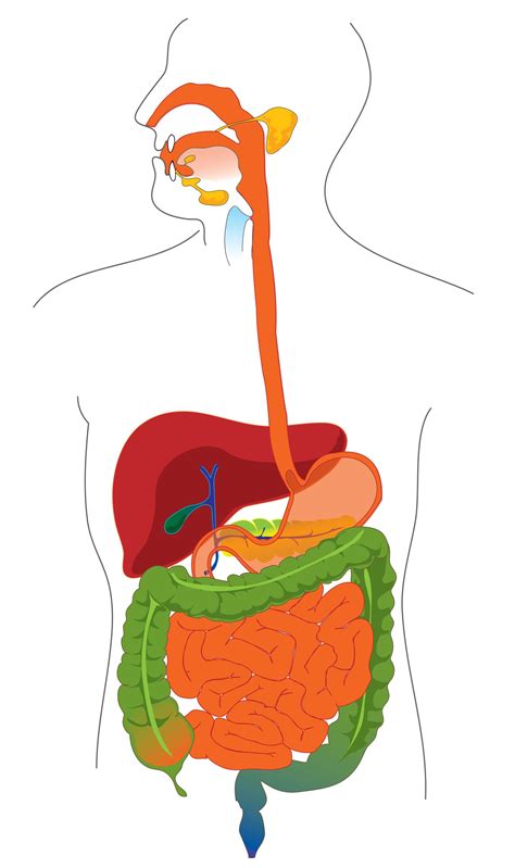 Simple Labeled Diagram Of The Digestive System Human Digesti