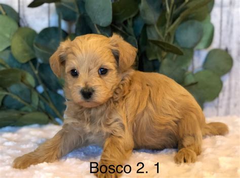 Morkie Poo Puppies for Sale in Illinois