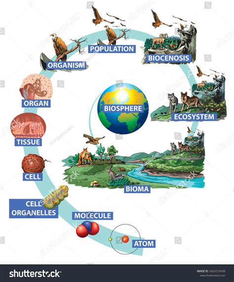 Illustration Hierarchy Biological Organization Atom Organism: Hình minh họa có sẵn 1663723438 ...