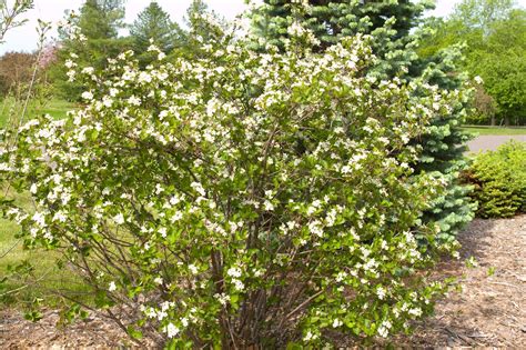 Autumn Magic Black Chokeberry | Autumn magic, Gardening blog, Chokeberry