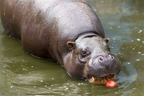 Do Hippos Eat Meat? (Dietary Information Of A Hippopotamus)