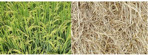 Paddy and paddy straw If 100 kg of paddy is produced during rice ...