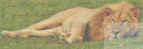 Sleeping Lion Cross Stitch Pattern | Advanced Cross Stitch