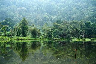 Macfull Blog: Wallpaper hutan