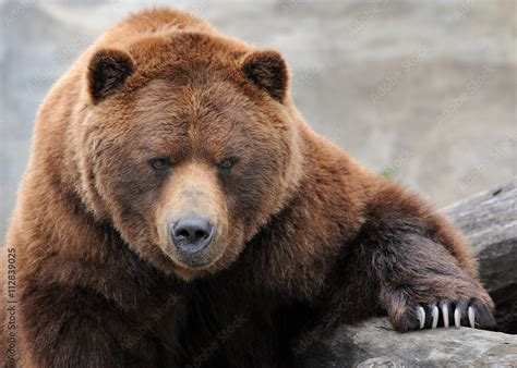 Grizzly bear portrait Stock Photo | Adobe Stock