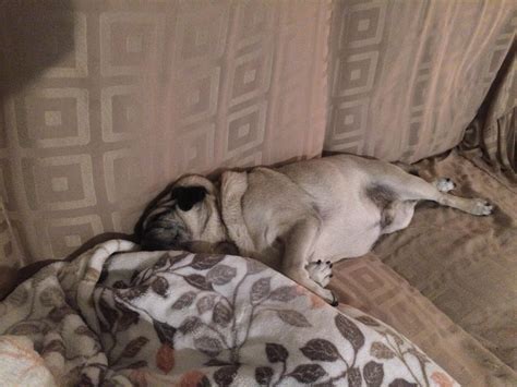 A rare sighting of a pug sleeping. : r/pugs