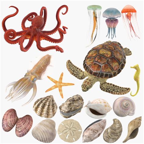 Sea animals shells 3D model - TurboSquid 1175299