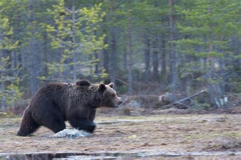 The Best Bear Spray Brands for Savvy Campers - All Outdoors Guide