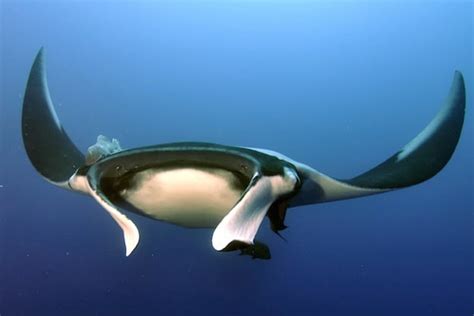 Manta Ray Anatomy