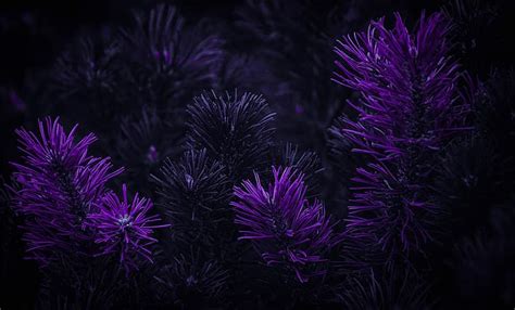 Purple Floral Backgrounds For Photoshop