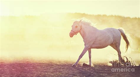 White horse running on the sand at sunset. Photograph by Michal Bednarek