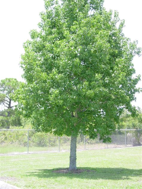 University of Florida/IFAS Charlotte County Extension: Sweetgum as a ...