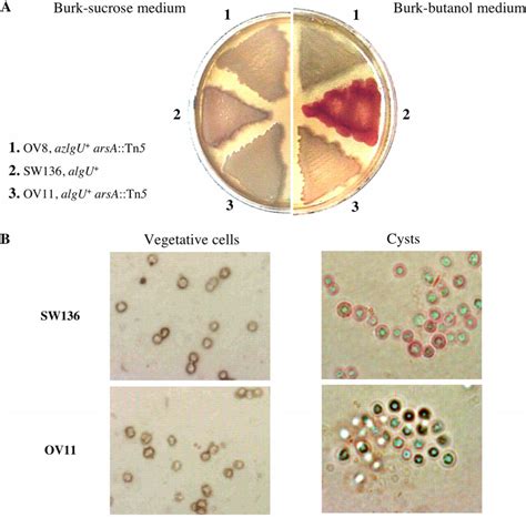 Azotobacter - Beneficial Microbes