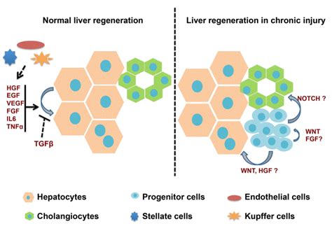 Liver regeneration during normal