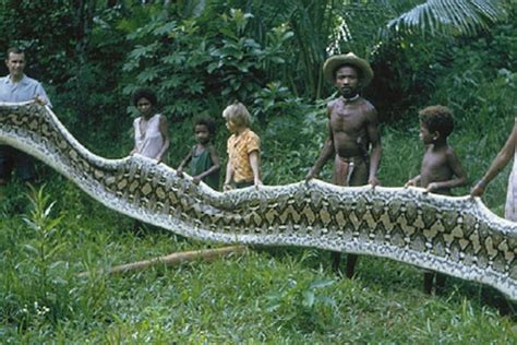 World Longest Snake Found Dead