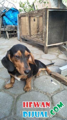 [Dijual] Tekel Puppies Mix Beagel | HewanDijual.com