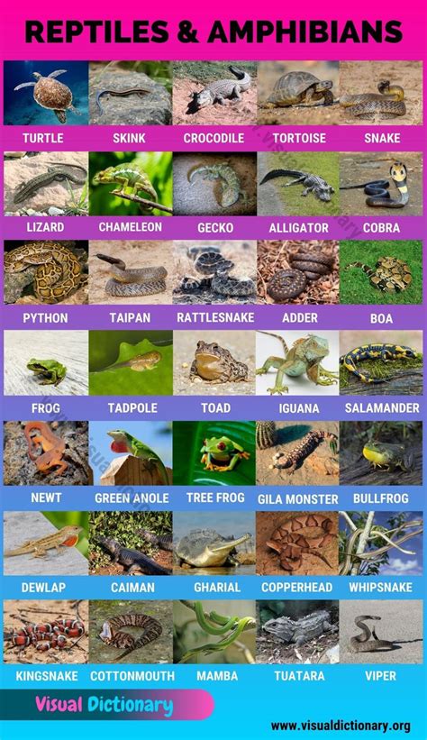 Amphibians Animals Name List In English