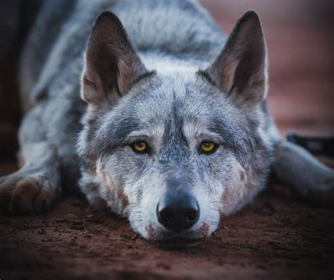 Are Wolf Dogs Legal? Navigating The Laws In The United States | Living Tiny With A Wolf