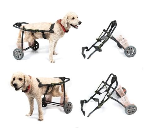 DIY Dog Wheelchair: How to Make a Wheelchair for Dogs By Yourself