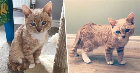 Cat With Dwarfism Will Stay Kitten-Sized Forever