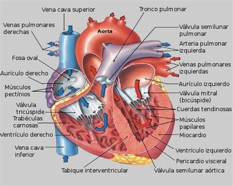 Sección del corazón humano Medicine Notes, Medicine Studies, Medicine ...