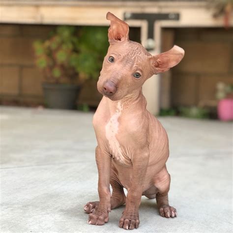 a small hairless dog sitting on top of a cement floor next to a building