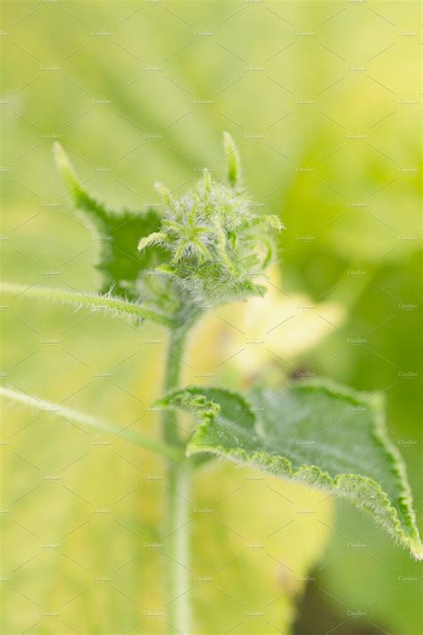 Lemon Cucumber Plant | Nature Stock Photos ~ Creative Market