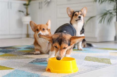 How Much to Feed a Corgi (Feeding Chart & Guide)