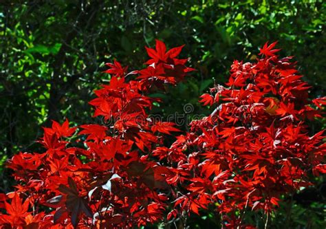 Colorful Japanese Maple Tree Leaves Stock Image - Image of european ...