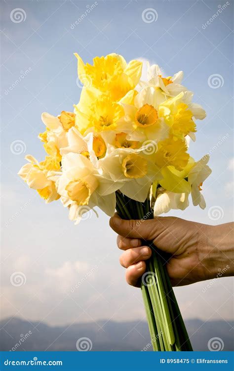 Bouquet of daffodils stock image. Image of flora, gift - 8958475