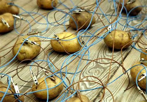 A Potato Battery Can Light Up a Room For Over a Month | Smithsonian