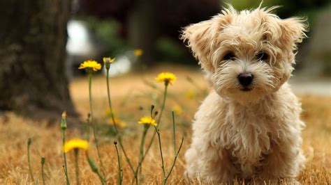 Dog Desktop Wallpapers - Top Free Dog Desktop Backgrounds - WallpaperAccess