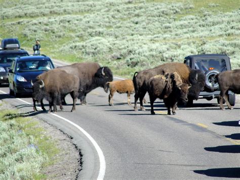 Janie and Steve, Utah Trails: Wildlife Jamboree