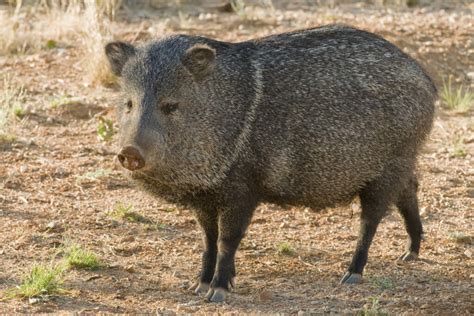 Javelina Hunting | 60+ Species Available for Hunt | OX Ranch - Texas