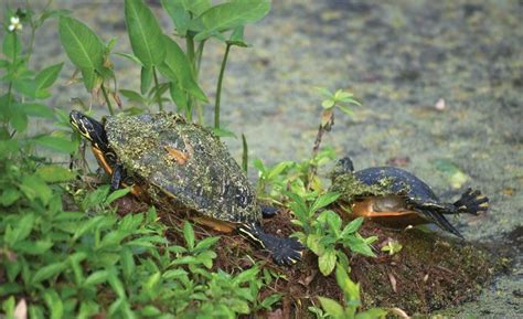 Chicken turtle | Freshwater, Carnivorous, Aquatic | Britannica