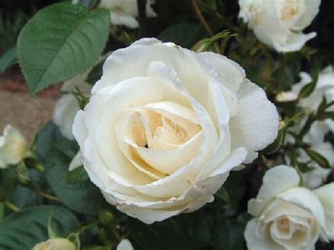 Best Favorite Flowers In The World: White Christmas Rose