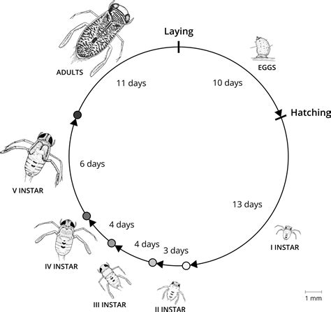 The life cycle of the alien boatman Trichocorixa verticalis (Hemiptera, Corixidae) in saline and ...